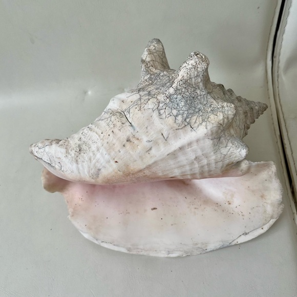 Vintage Natural Queen Conch Horned Large Seashell - Picture 9 of 12